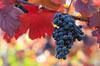 grapes