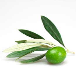 olive leaf