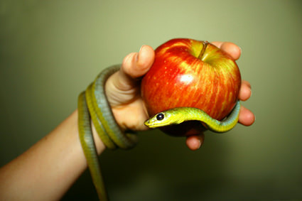 Snake and Apple